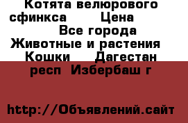 Котята велюрового сфинкса. .. › Цена ­ 15 000 - Все города Животные и растения » Кошки   . Дагестан респ.,Избербаш г.
